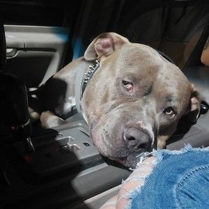 Meet your Posher, Mario